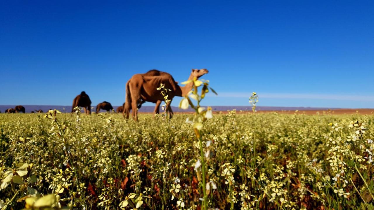 Hotel Sahara Luxury Camp Vip Merzouga Esterno foto